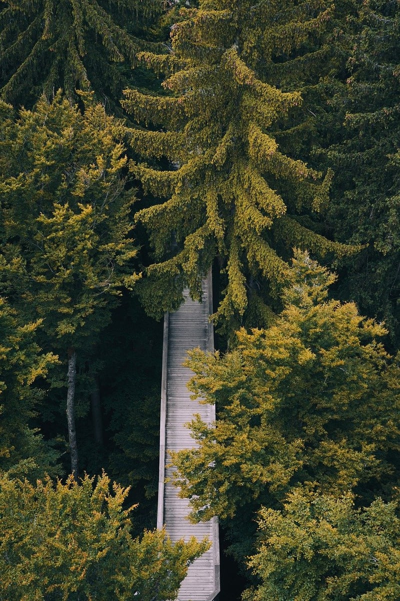 Mindful Journeys