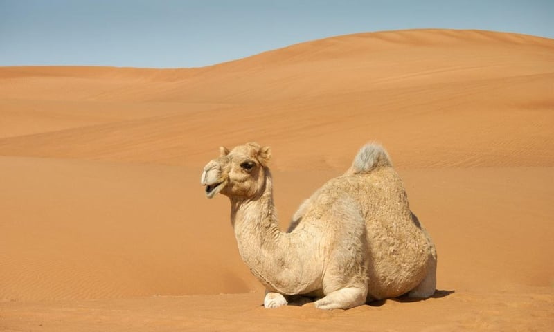 Camel ride in the desert